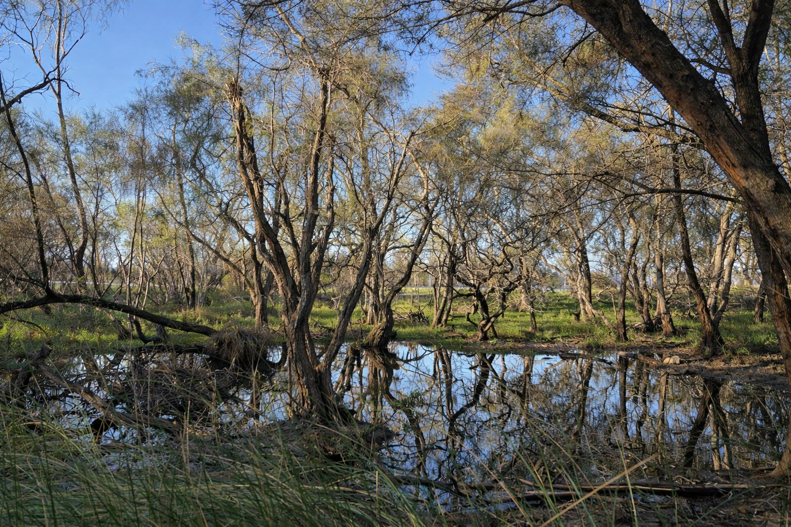 Baigup Wetlands